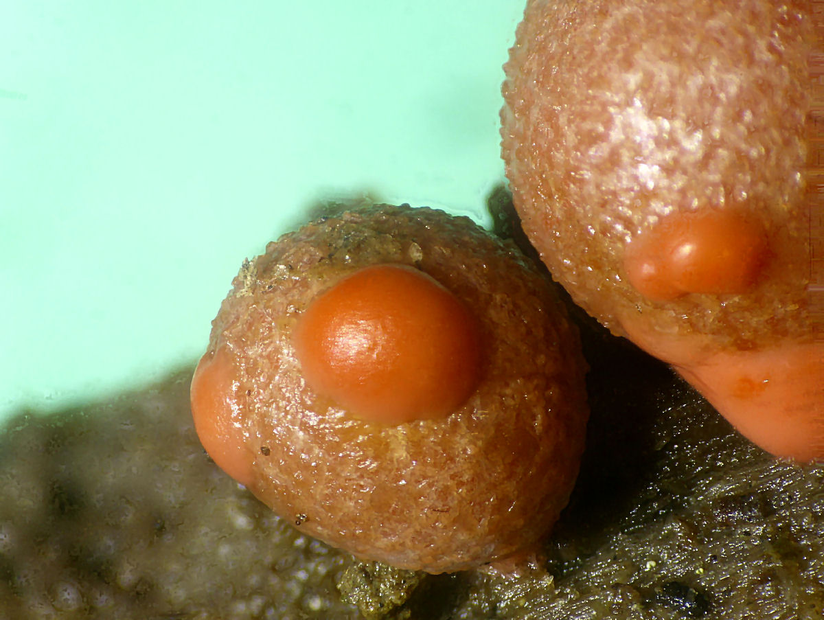 che mixomicete � ?  - Lycogala sp.